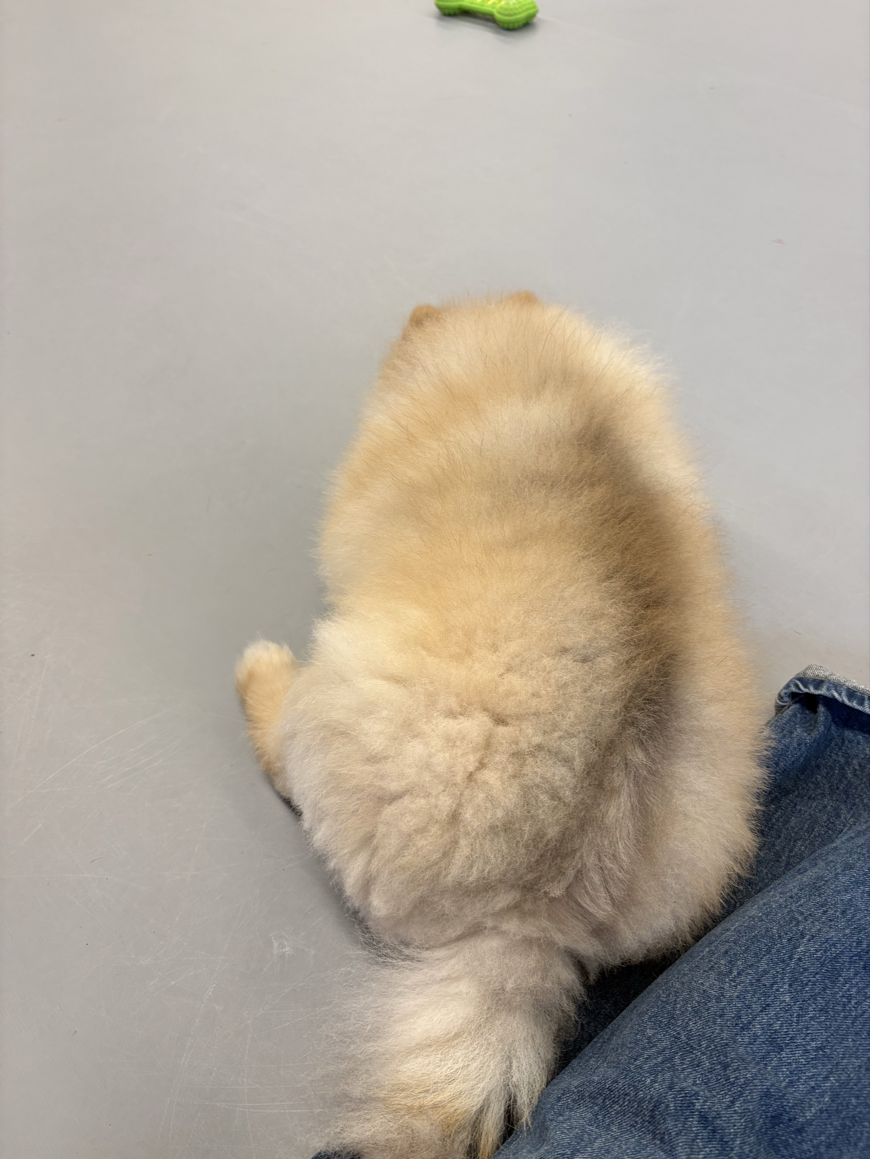 지 요 ⸝⸝⁎