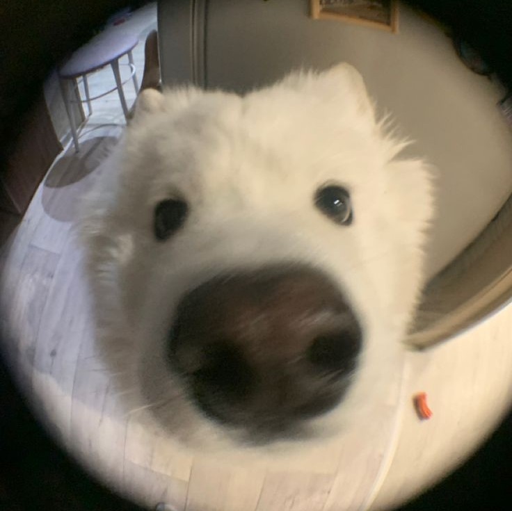 강지