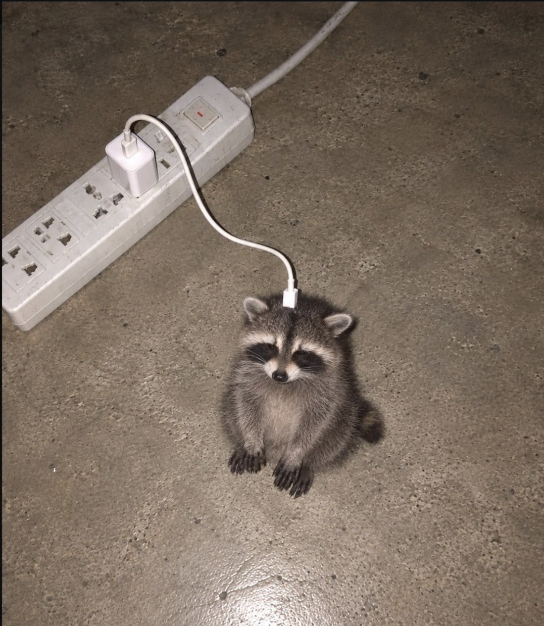 잉걸ᶜʰⁱˡˡ