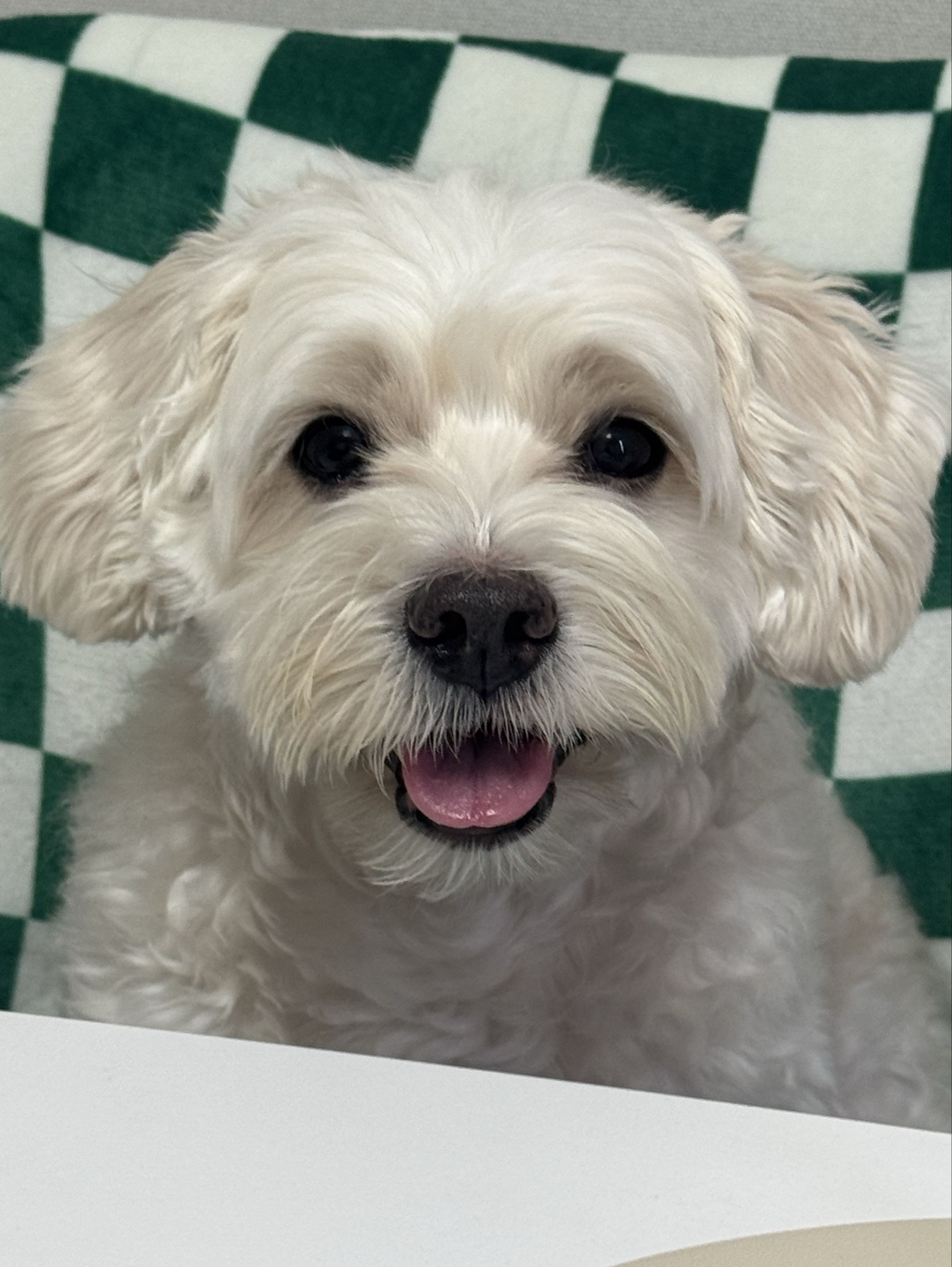 타타는내덩생🥀🌹🥀