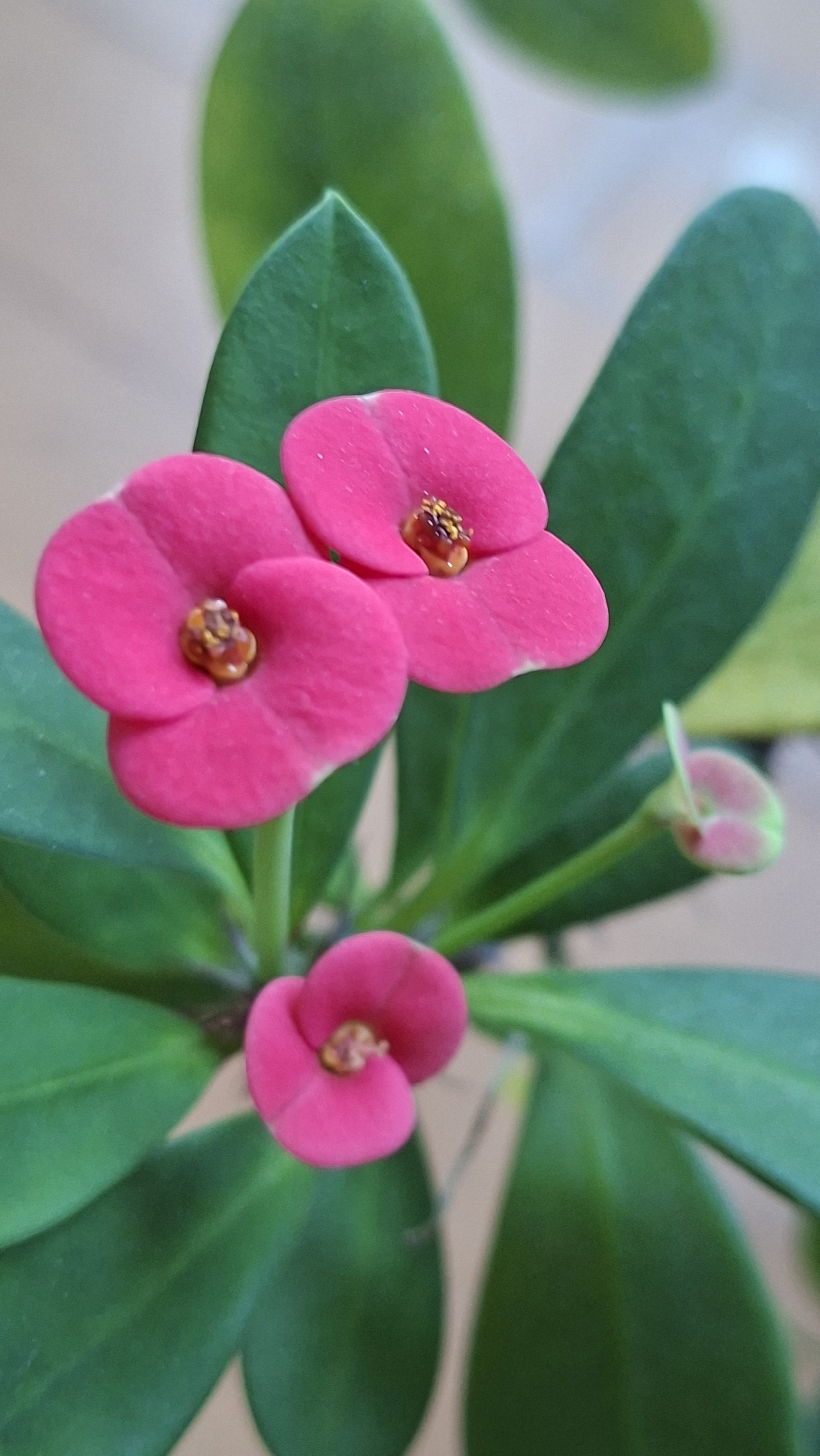 🌷Angel Song🎵CCM⚘️