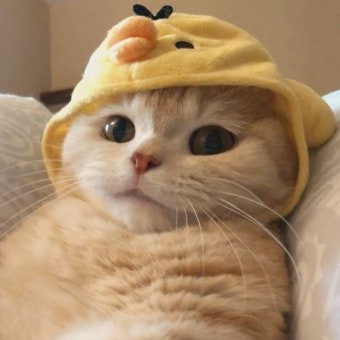 ℋ 시아 ℛ
