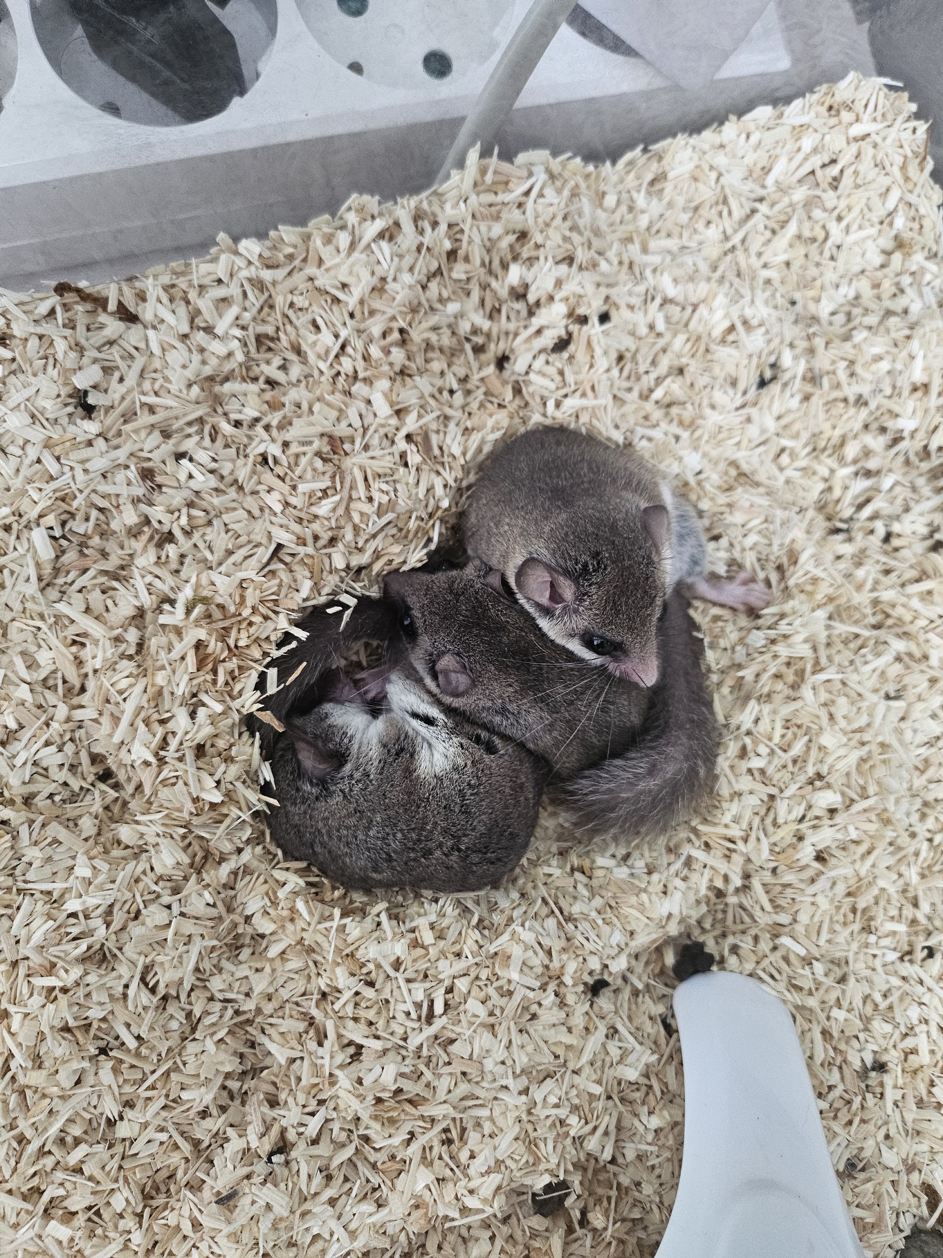 뿔백요🦊ꛭᴴᵐ