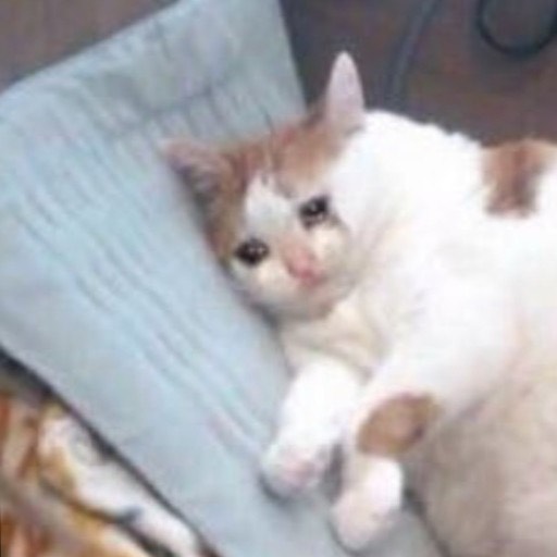 행배