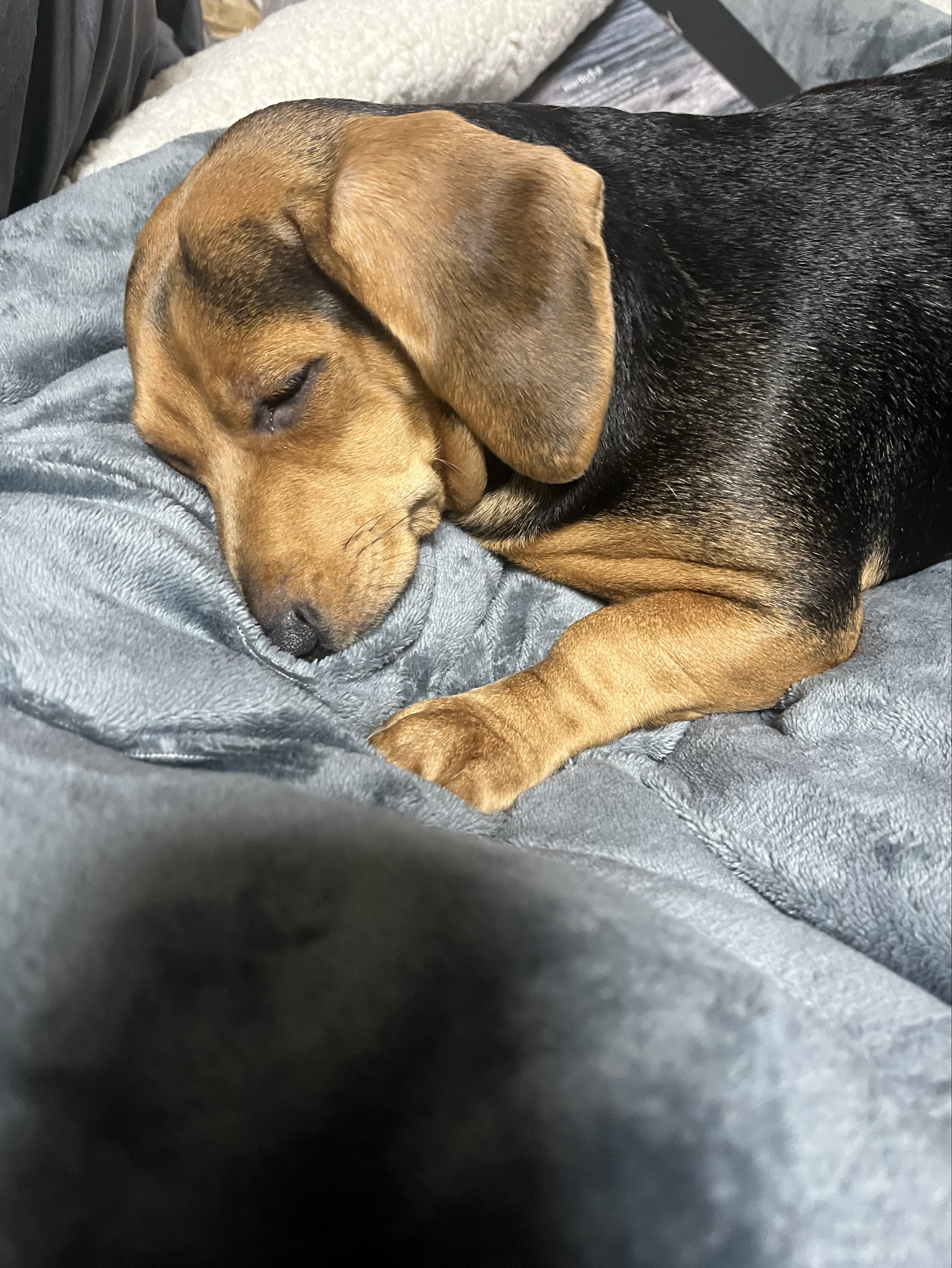 꽃구름 ☽₊˙⋆