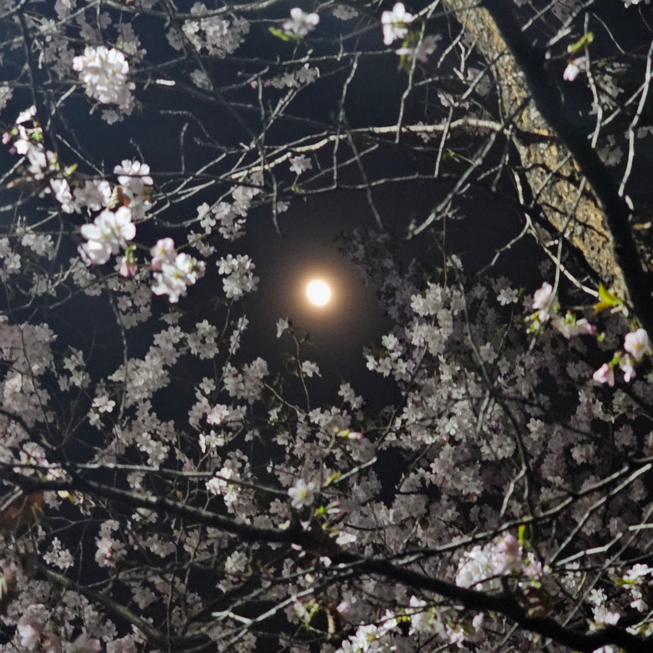 소울