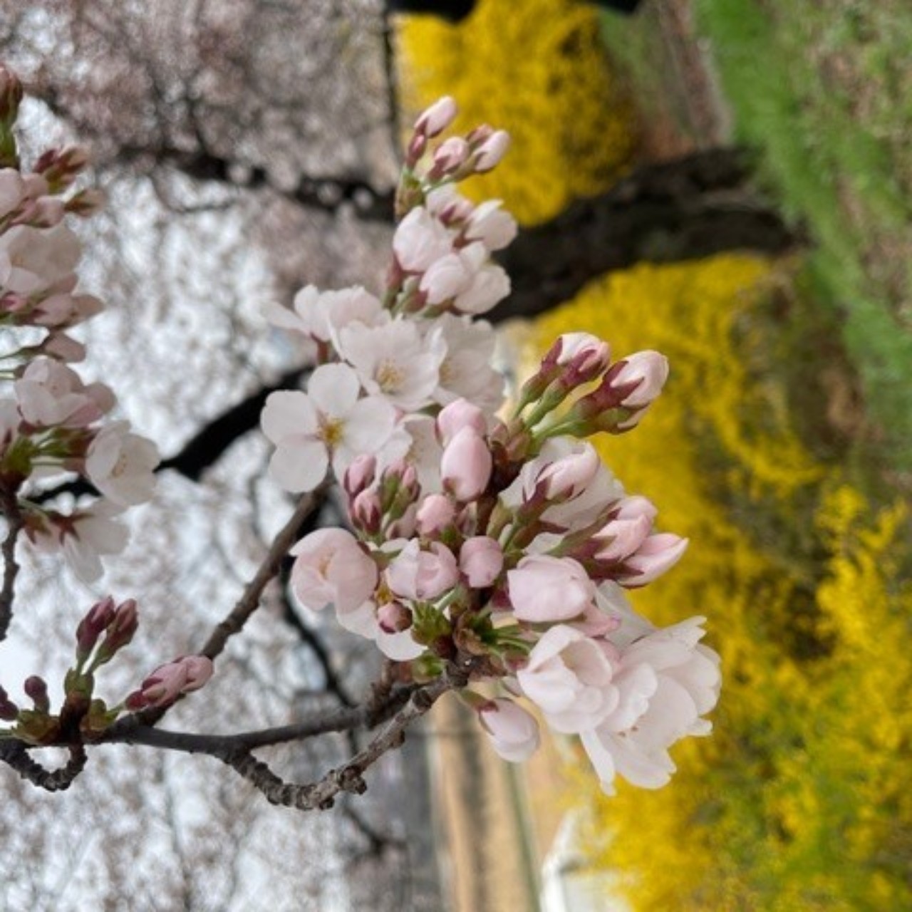 ๐.๐ก๐พ๐ผ๐ผ๐ฒ๐ช๐ทVแชฒ