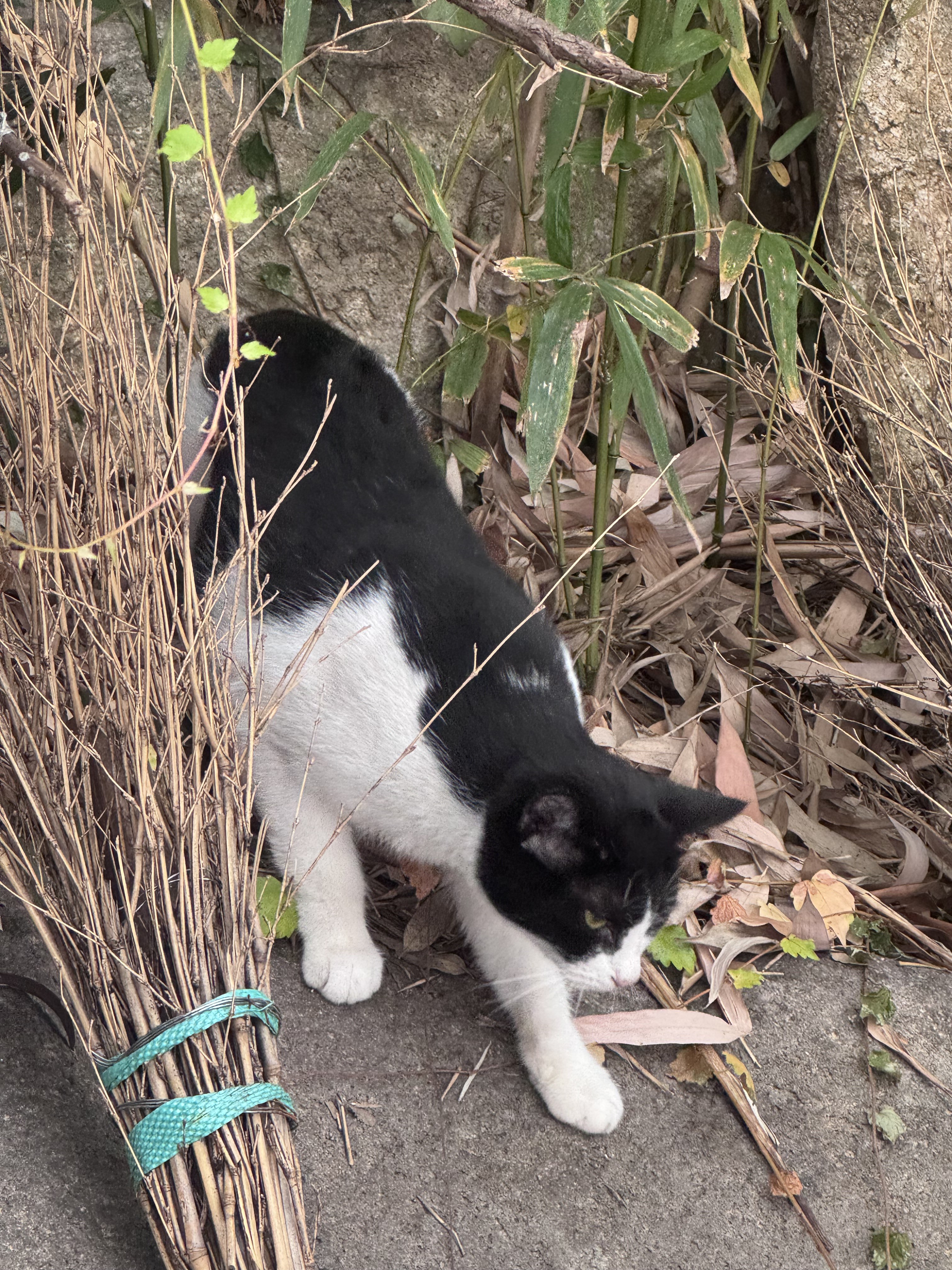 ⋰˚★바   미이彡⛧