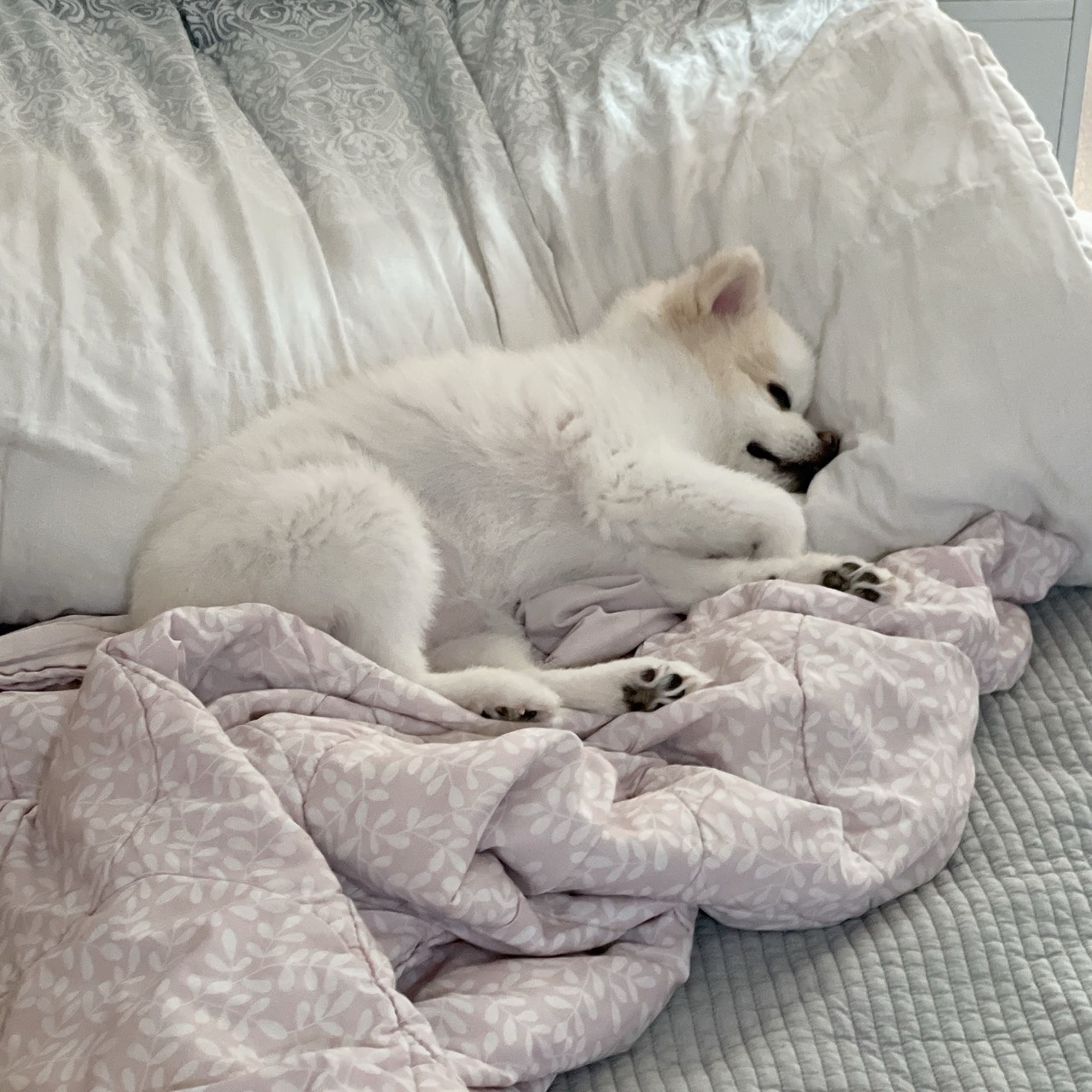 농 딩