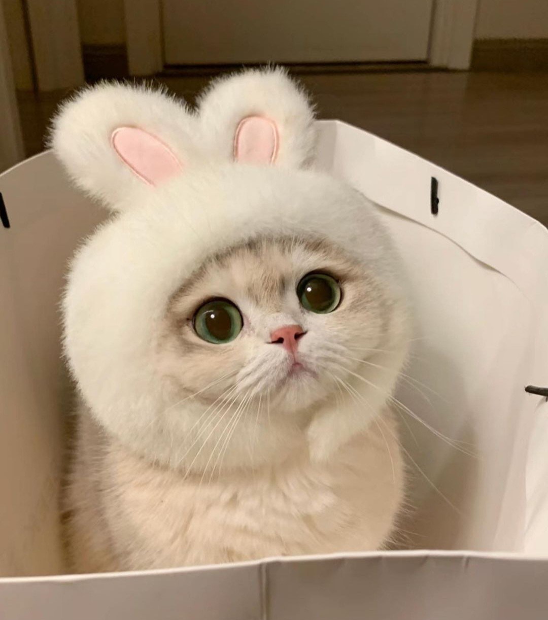 주 년 ꩜ ᵞᵒᶰ