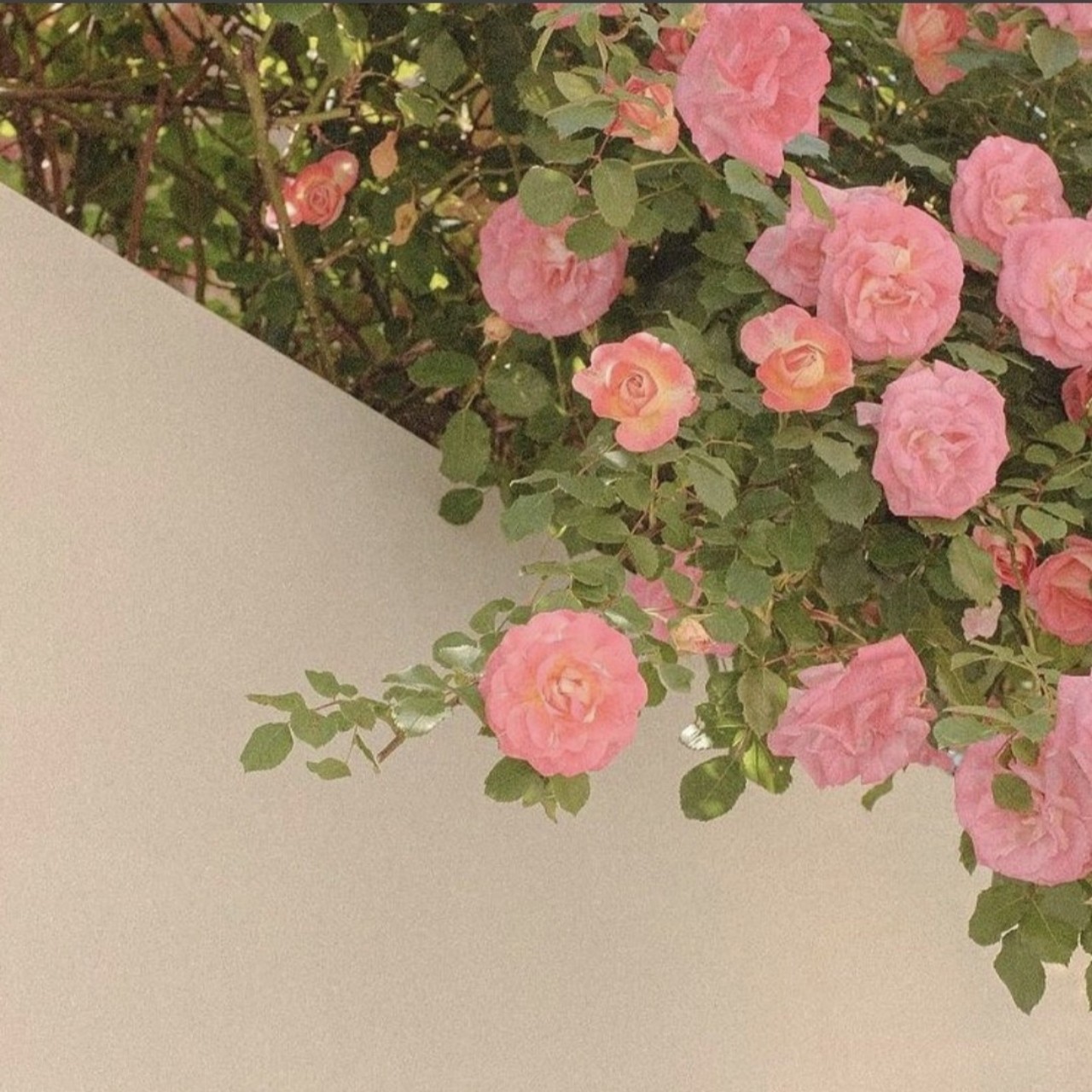 ​ᴄᴏ​ʀᴀɢɢɪᴏ