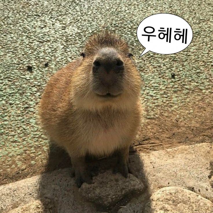 ⊹˚。₊☽사랑해☾₊。˚⊹