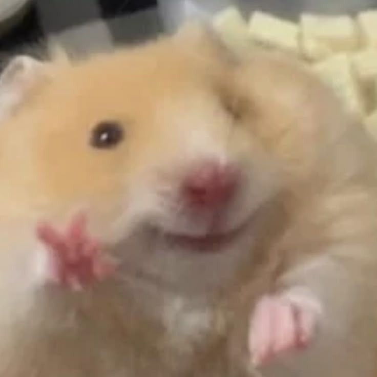 𝘏𝘢𝘮𝘻𝘻𝘪𝘯𝘪⸝