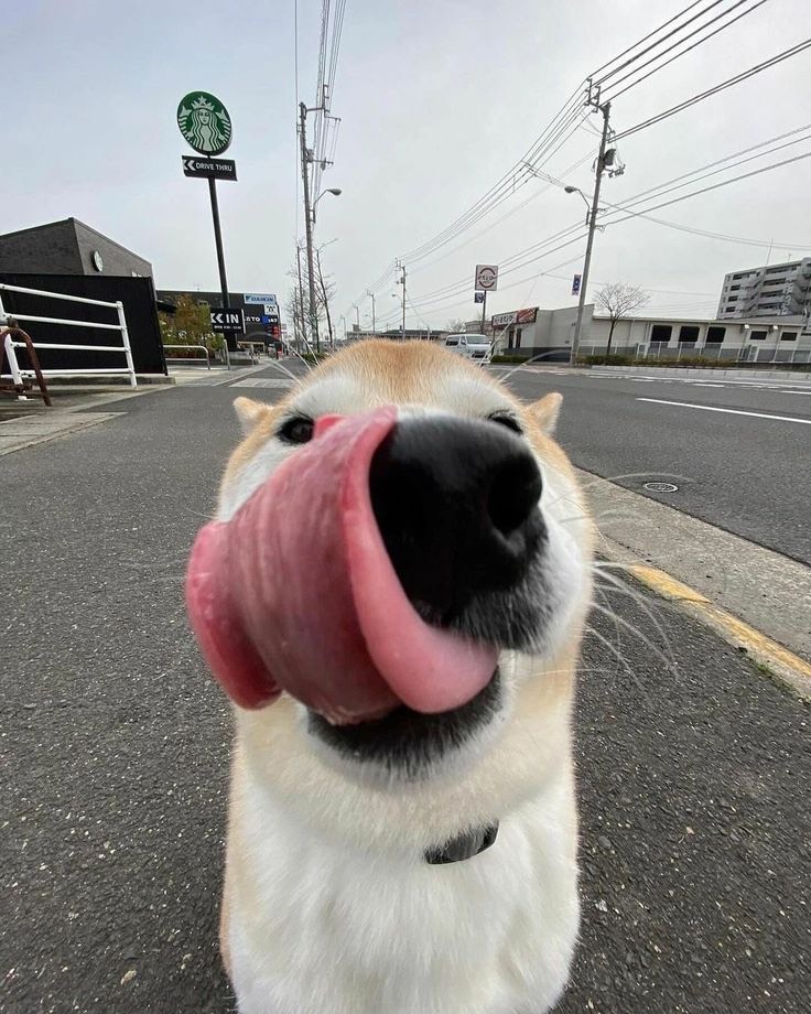 ɴᴀʙɪʙᴏʙᴇᴛᴛᴀᴜ