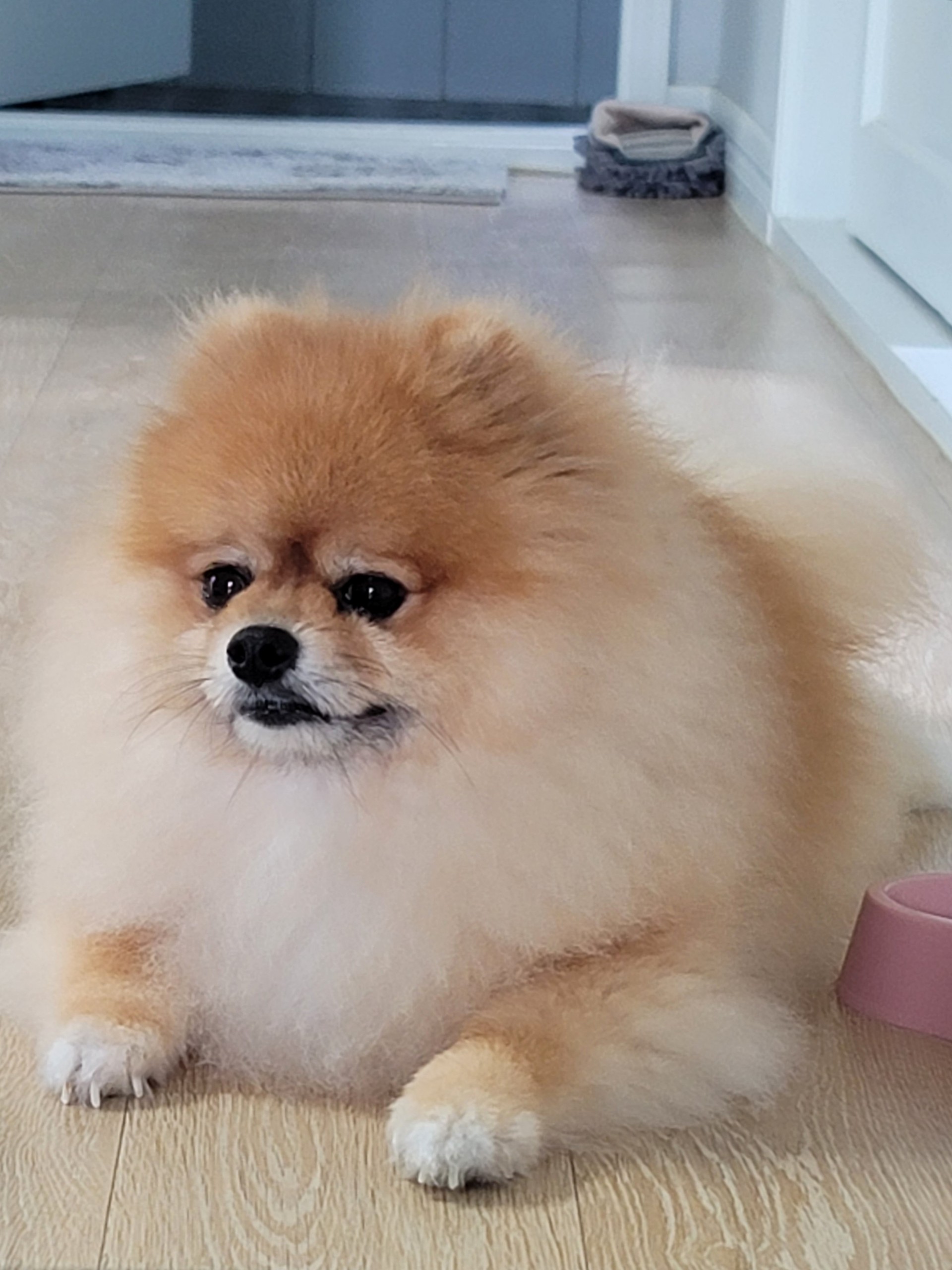 초코𐦍°