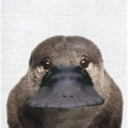 홈런볼초코