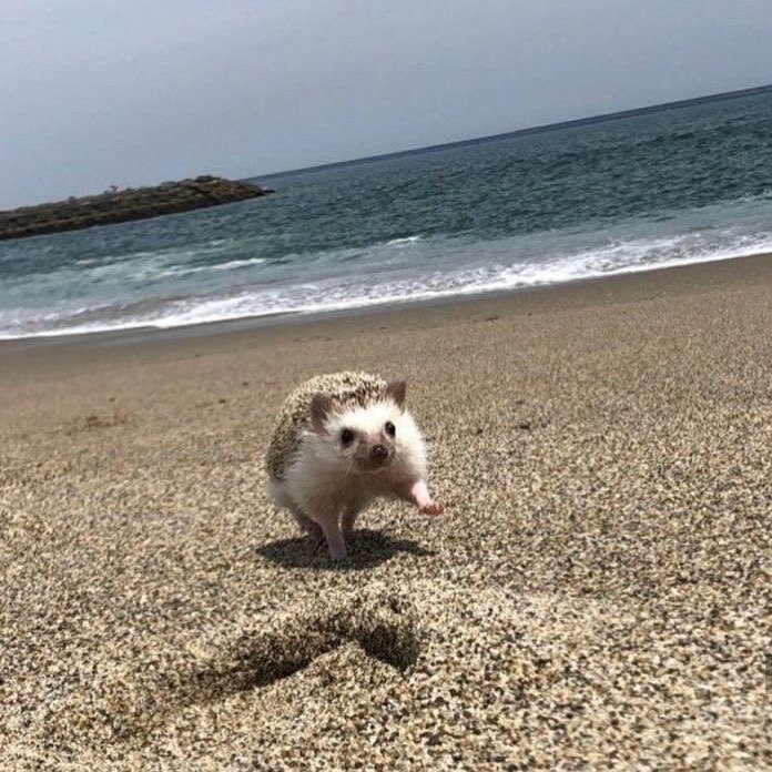 옹도도