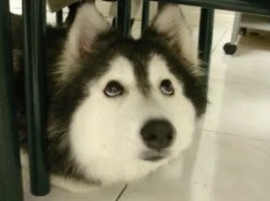 영원한 천마도령 강아지 𝑐 ℎ 𝑚