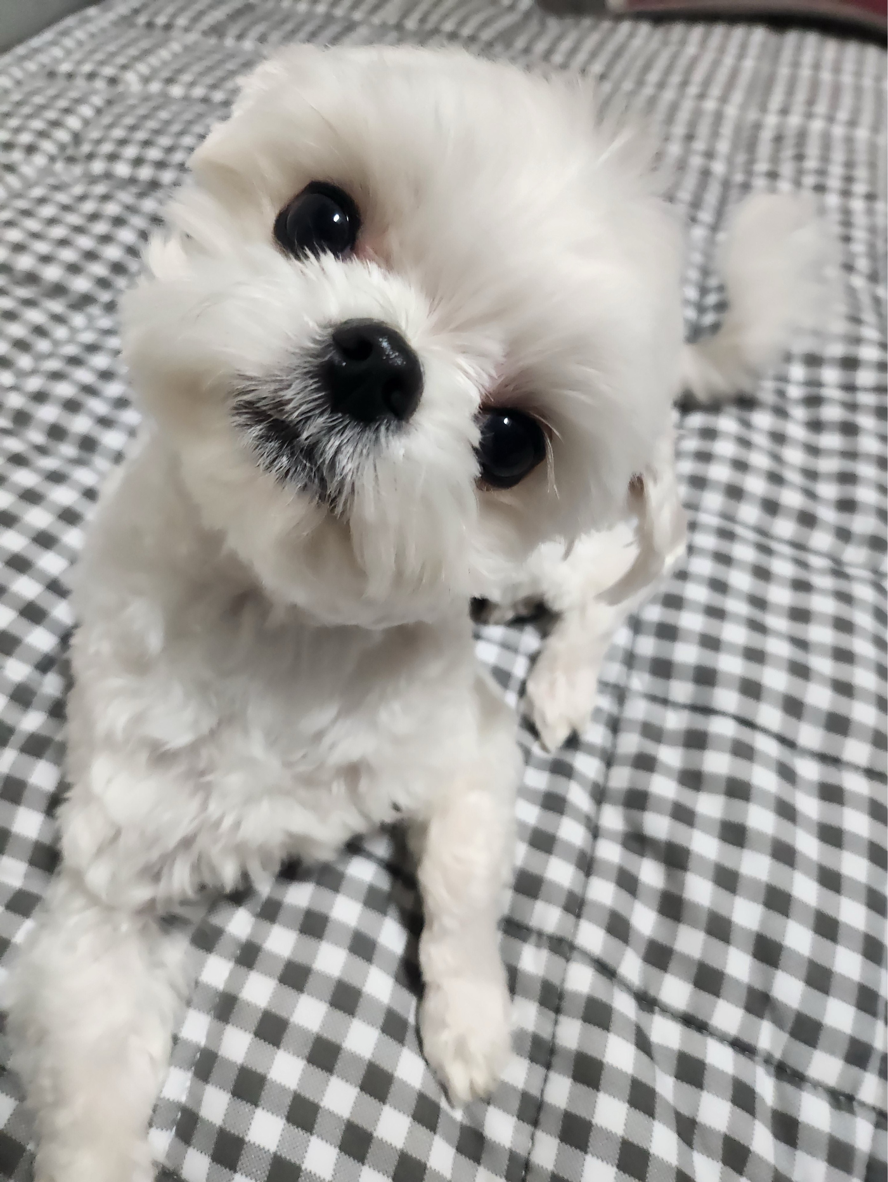 별 댕 ♡̷̷̷ᩚ