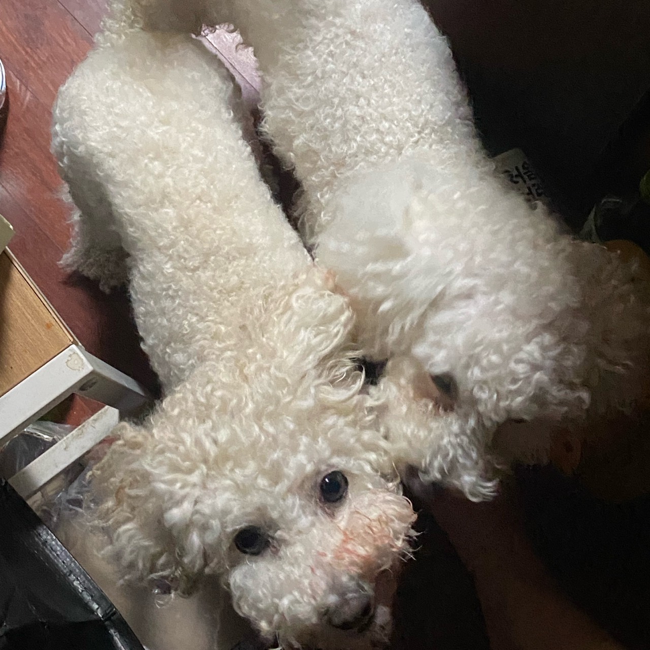 라이징 ﾒ 해수