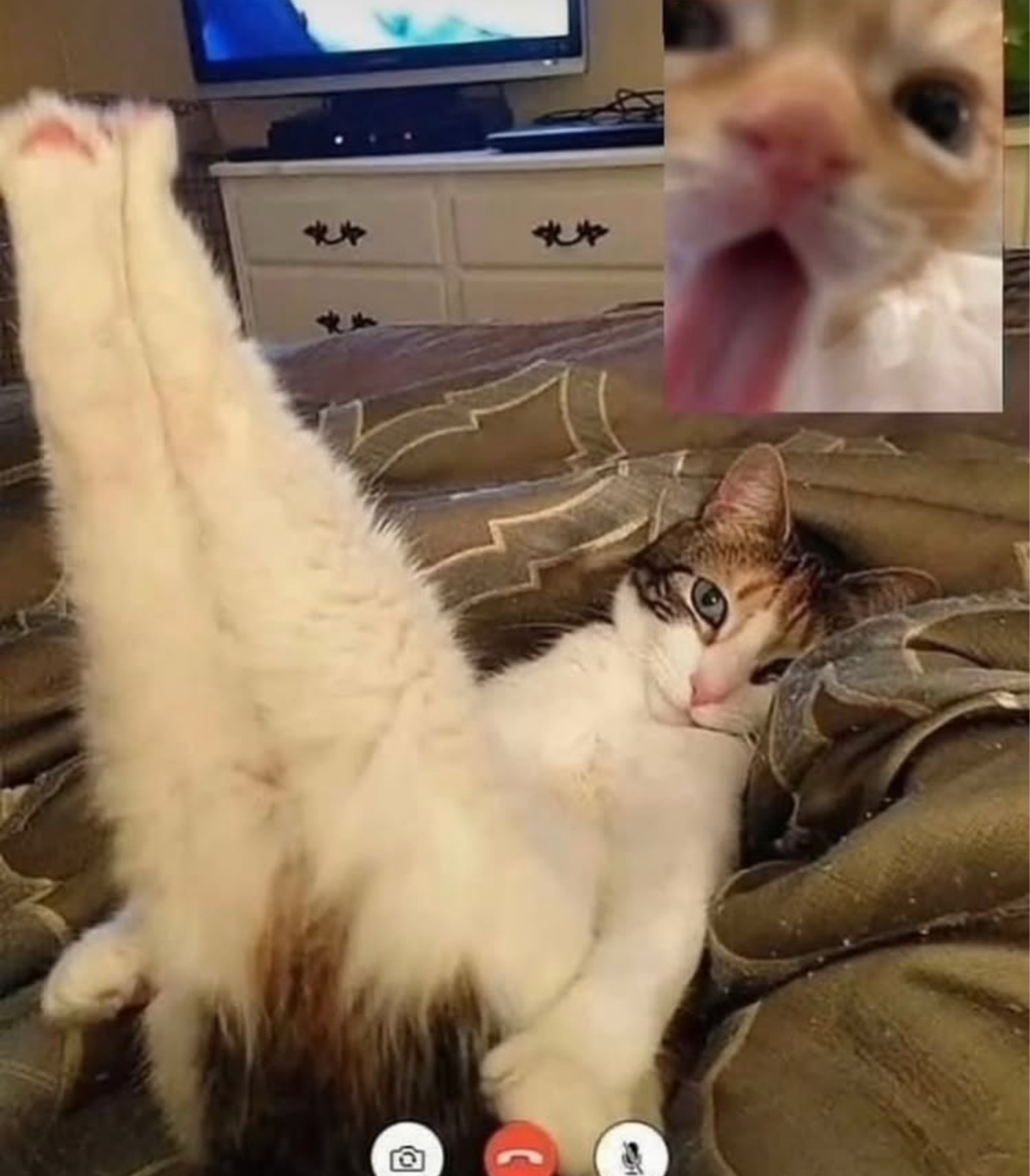 𝓚ᩚ : 조씨가문조민교