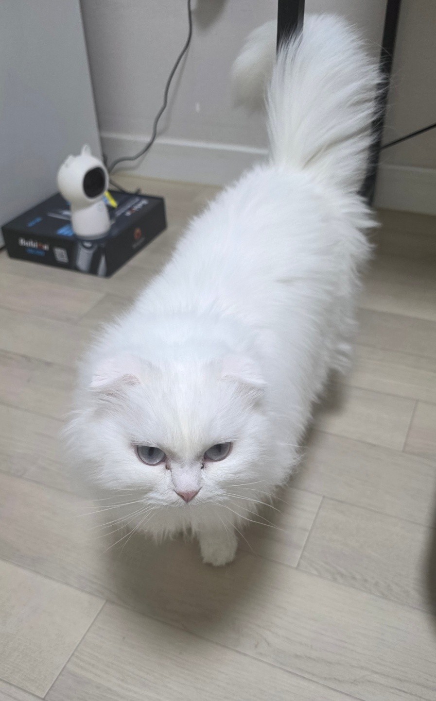 charming니채(레오)