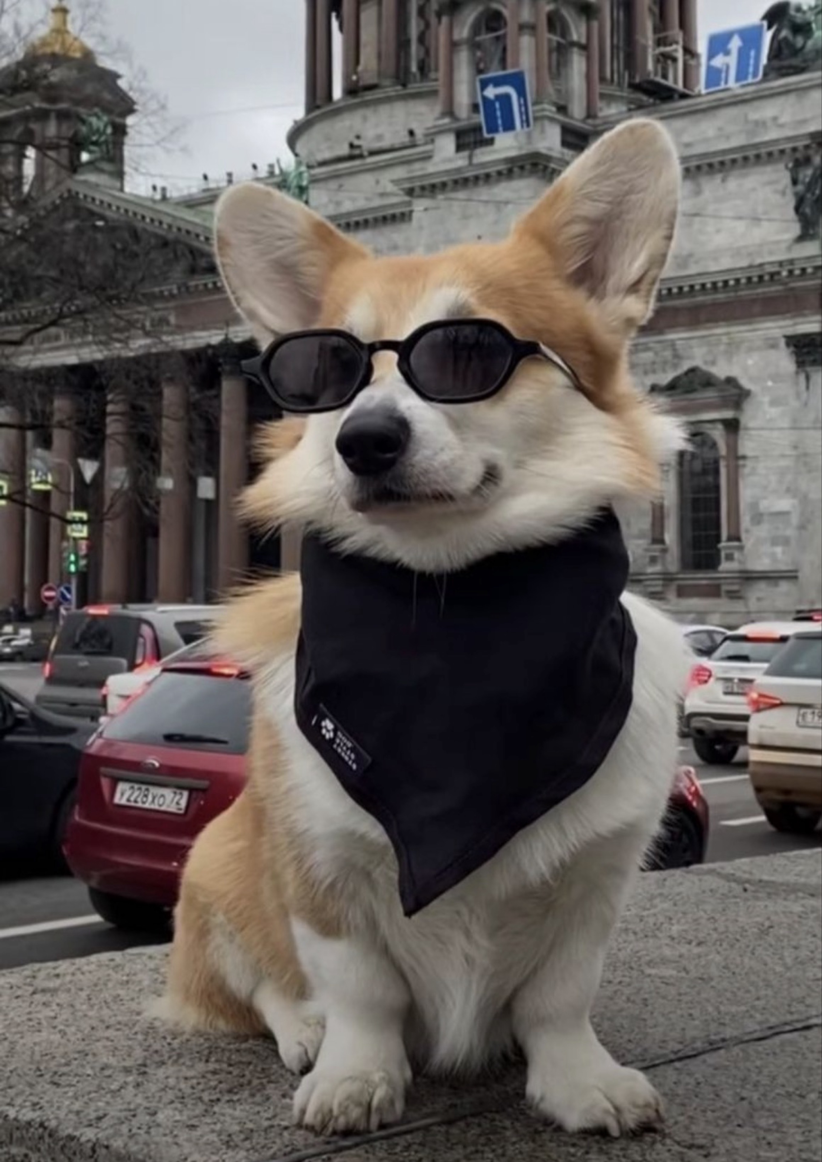 김튤립에게 미쳐있는 코기