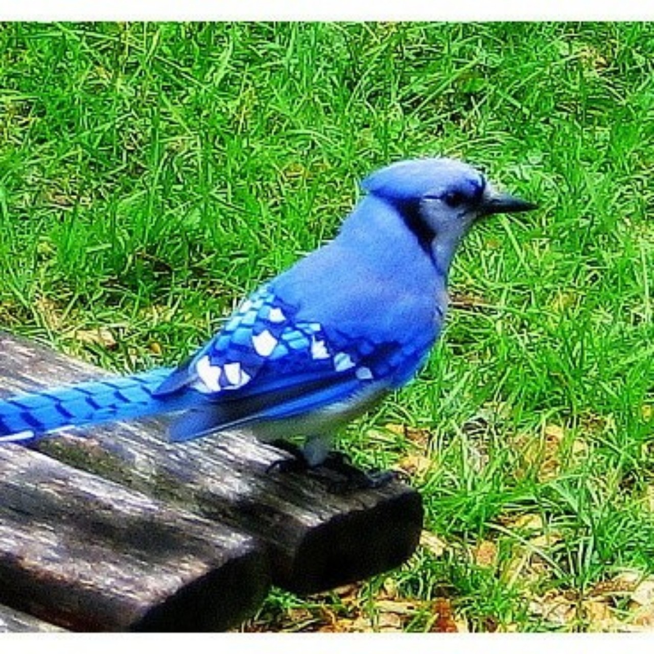 정신나간 파랑새