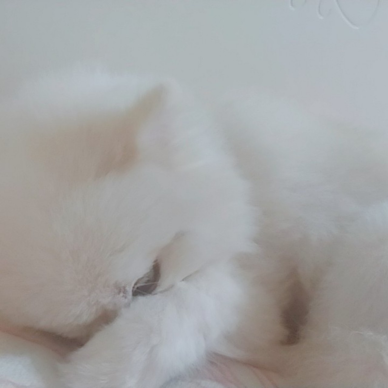 롤체