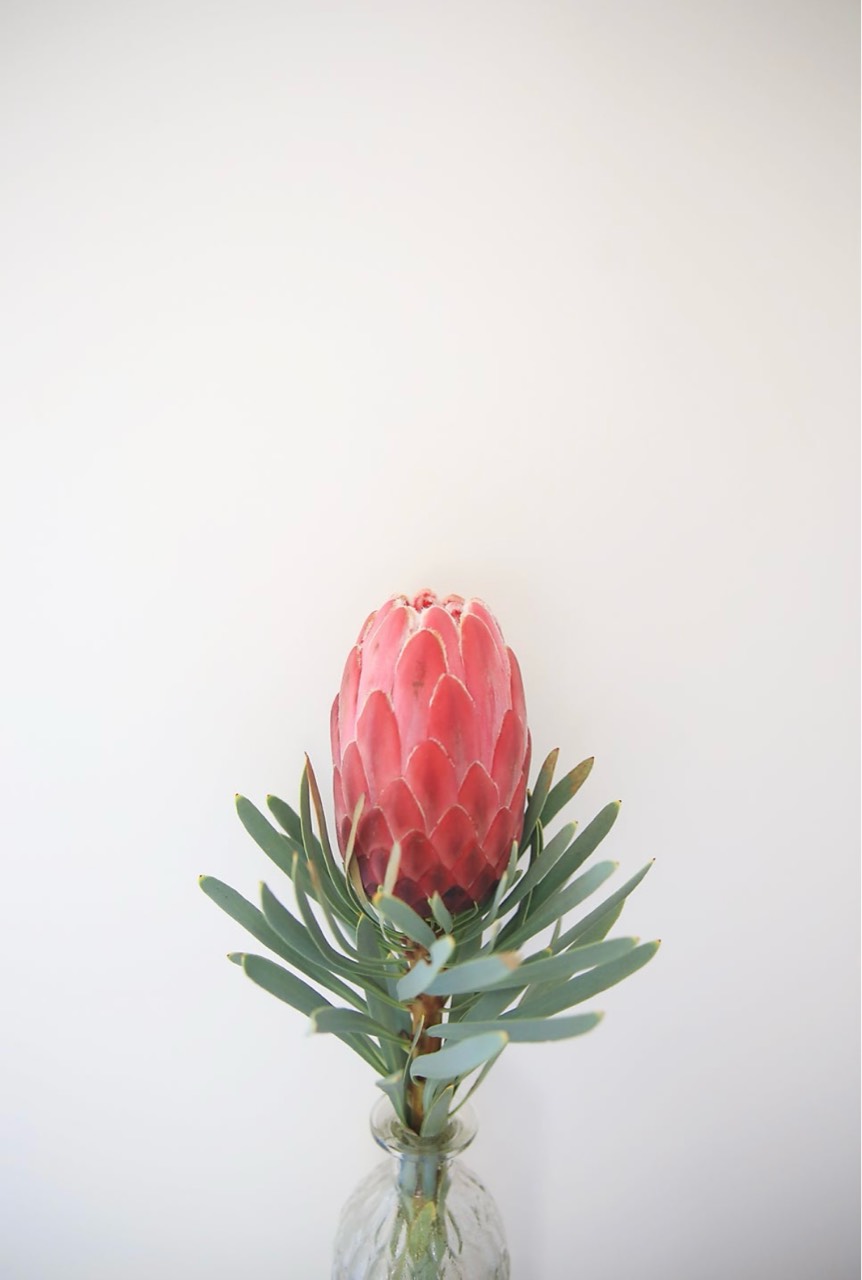 프로테아🌷