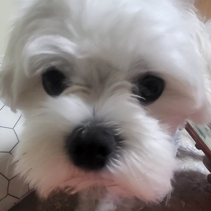 노튼즈언하