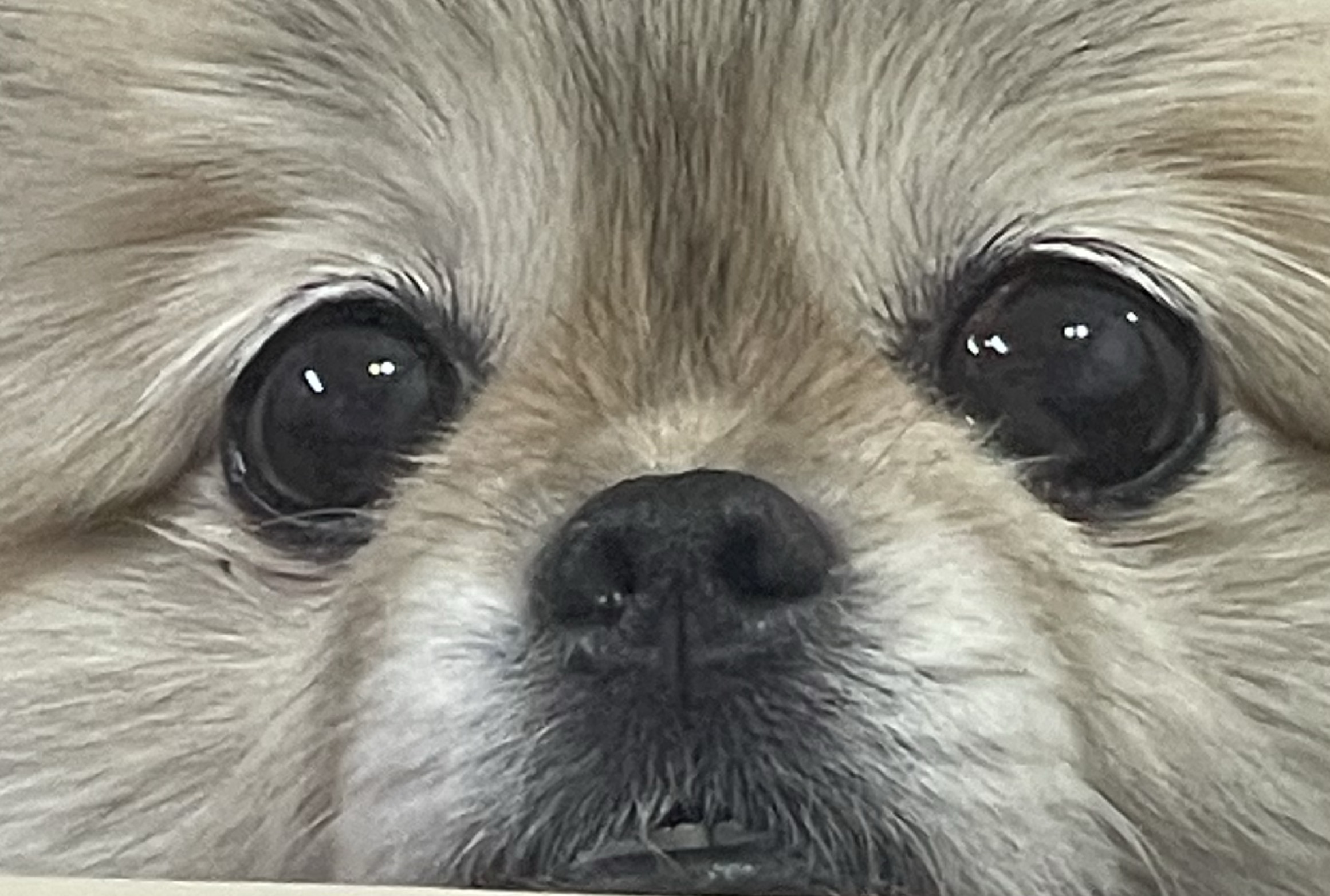 타요주인님 채디나