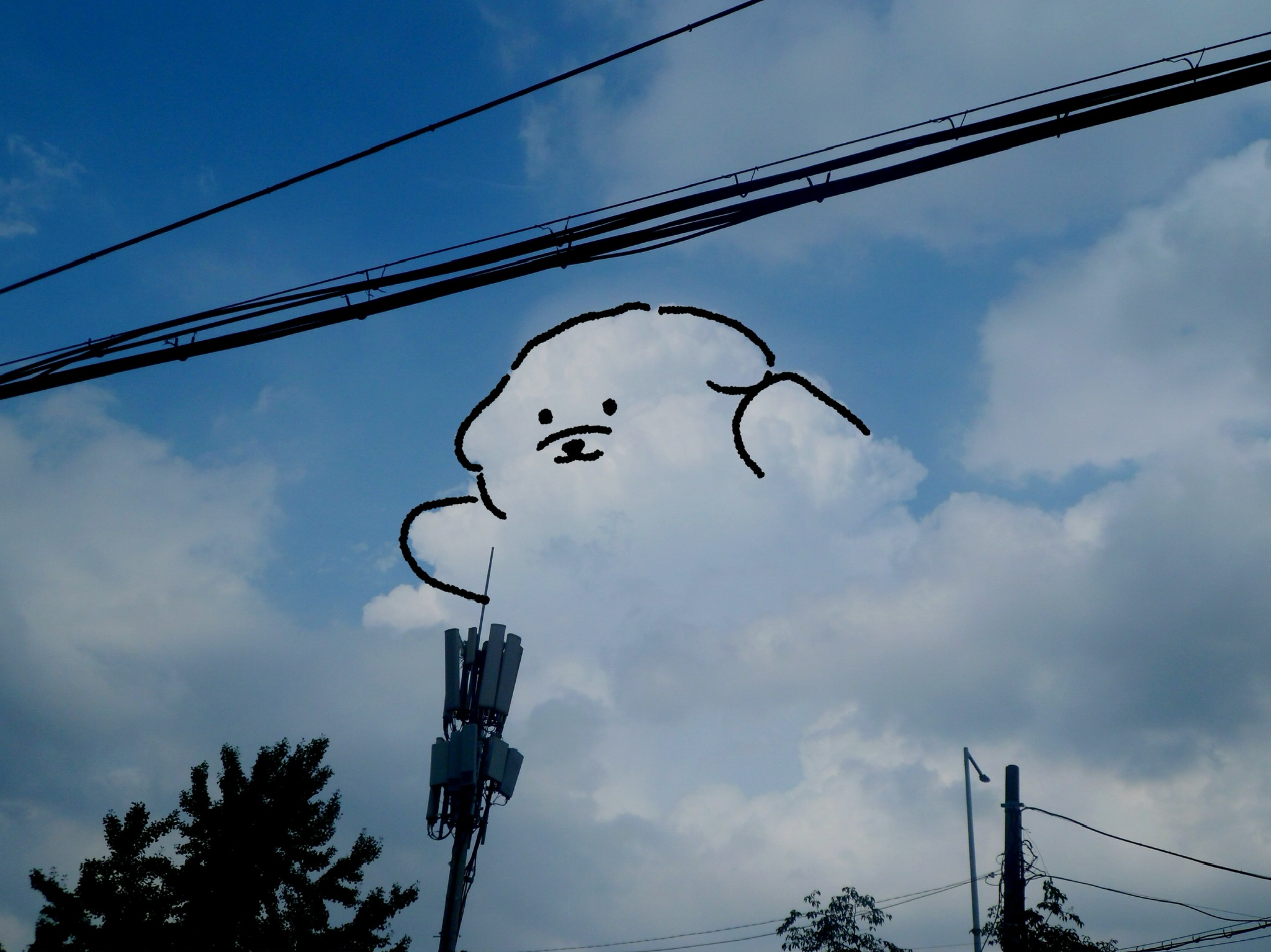 새 초 롬