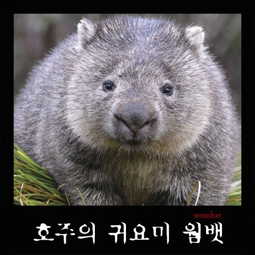 새 빵