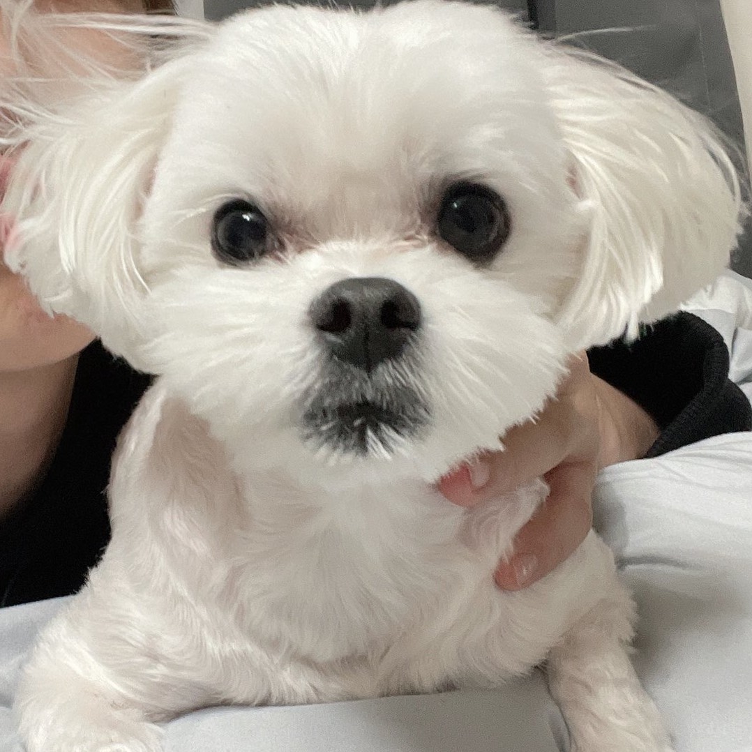 슈퍼킹카우베이비