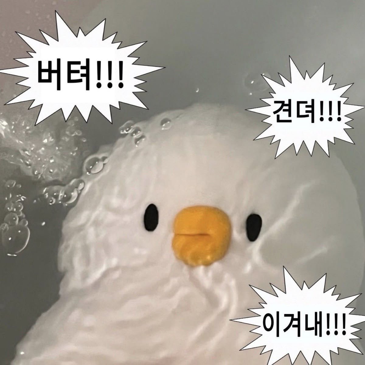 유 찌