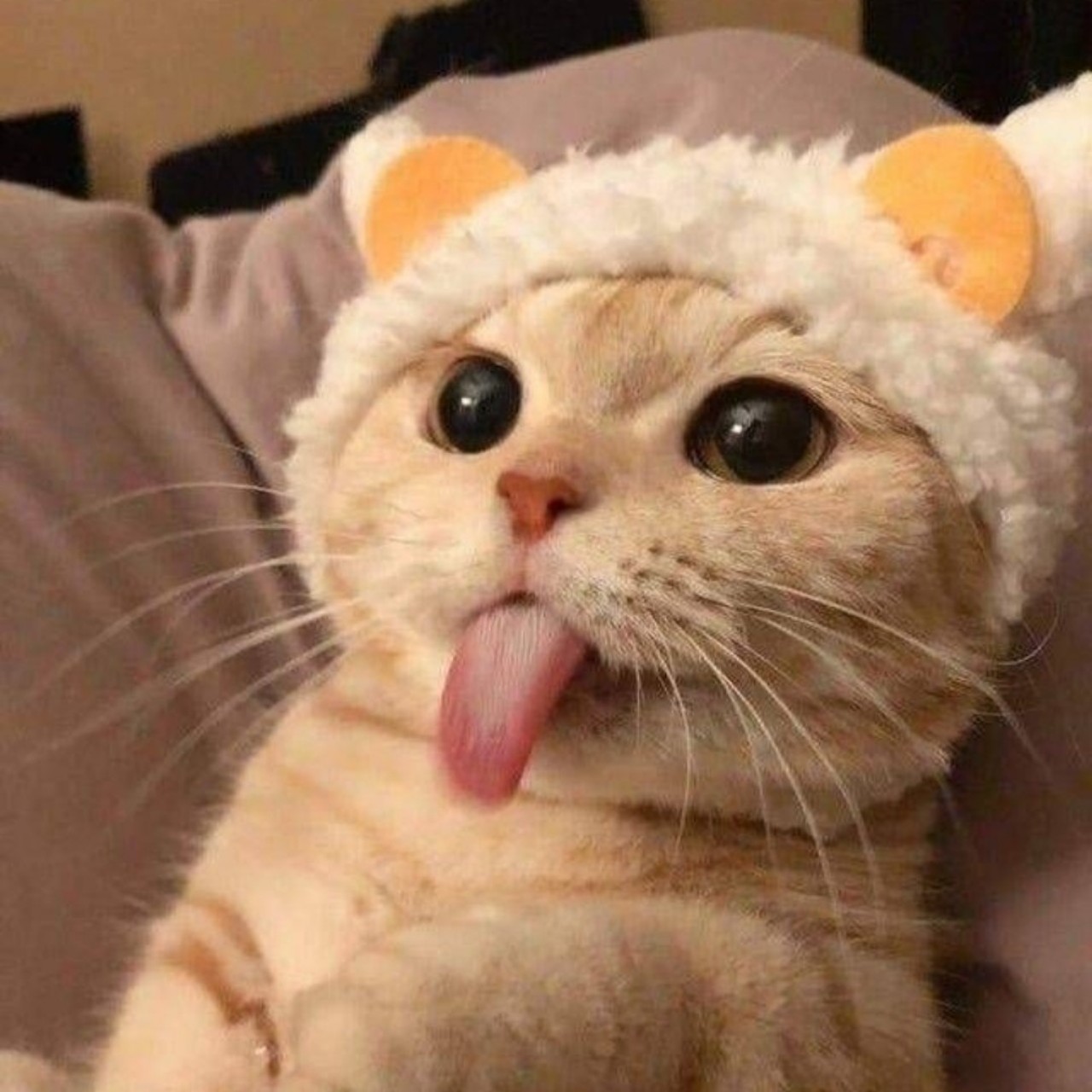 뽀또공주님 최고 🐶🐦   🧀⋆⁺