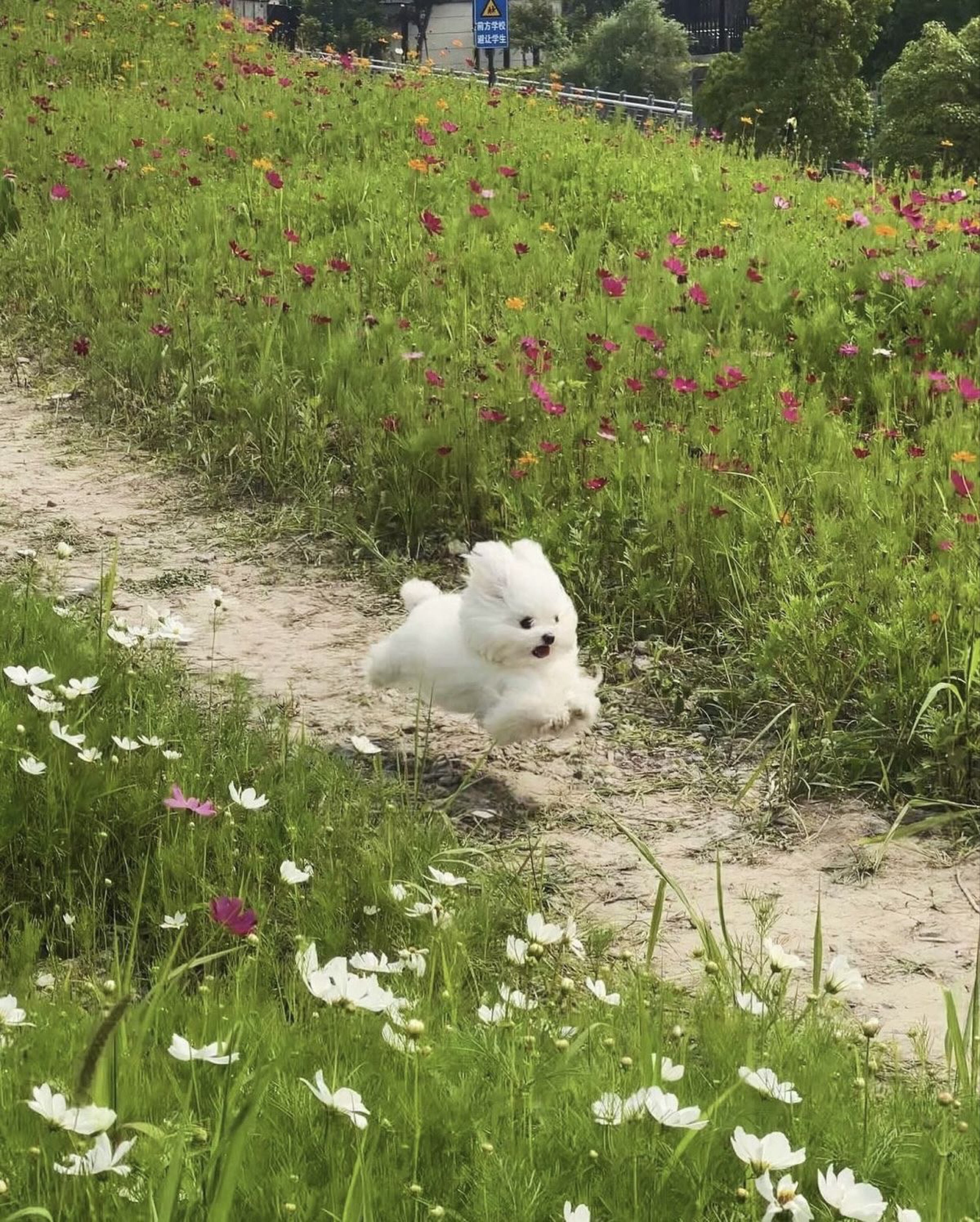 ⎌❜ 목줄잡힌 𝐋𝐨𝐰🎀