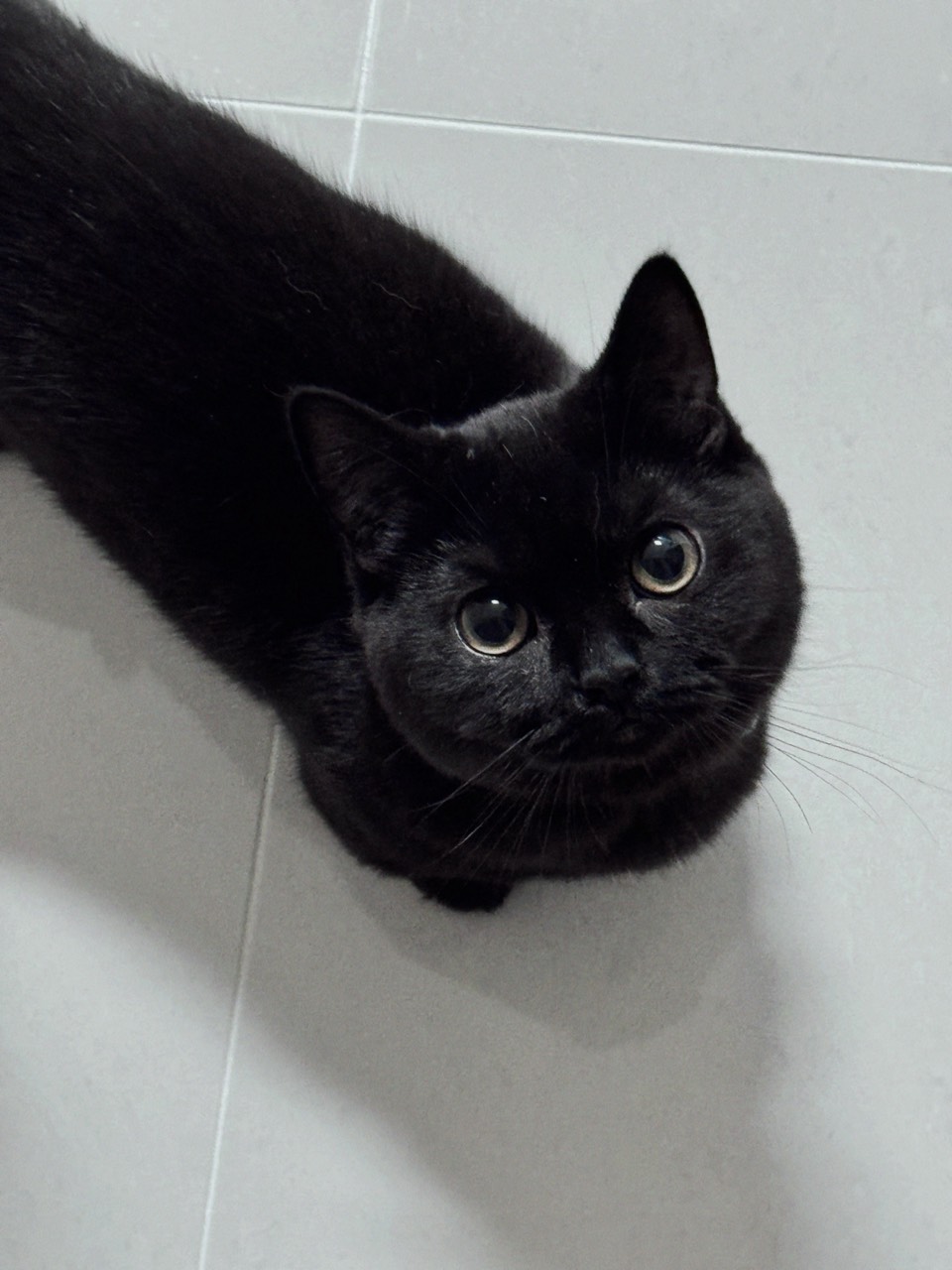 🖤* 채 옹