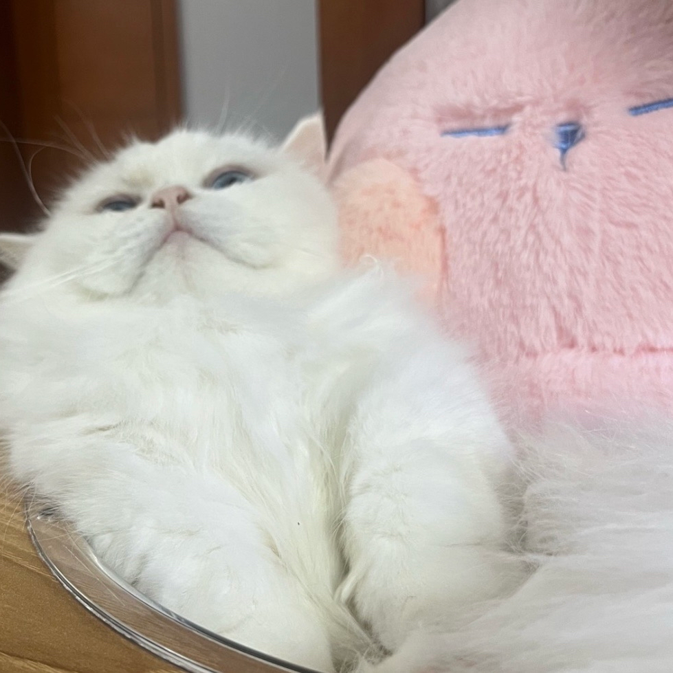 [ 하 다 _ ] ୧ ·₊˚