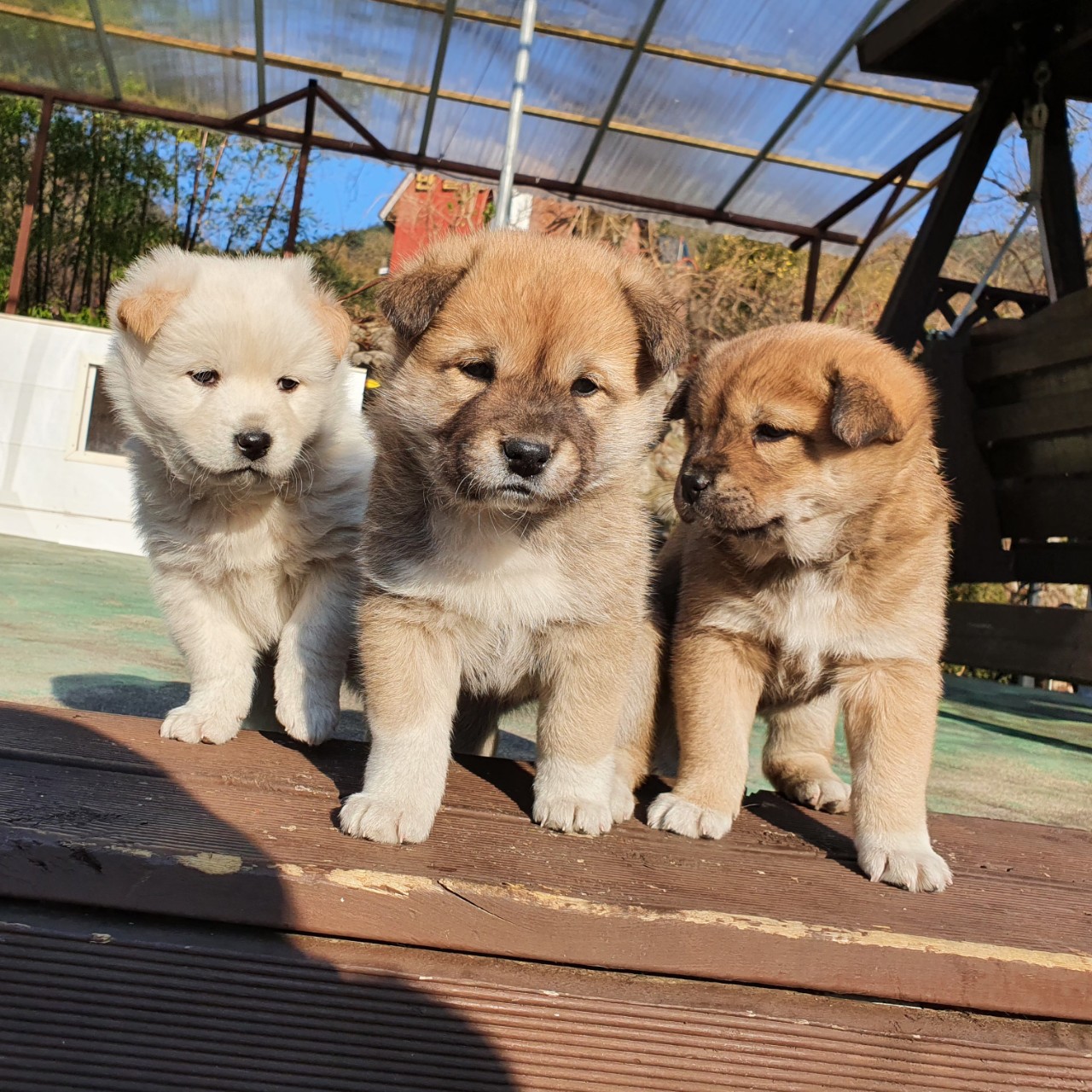 ⋆͙˚Ꮚ.ᵴ. 영주⋆