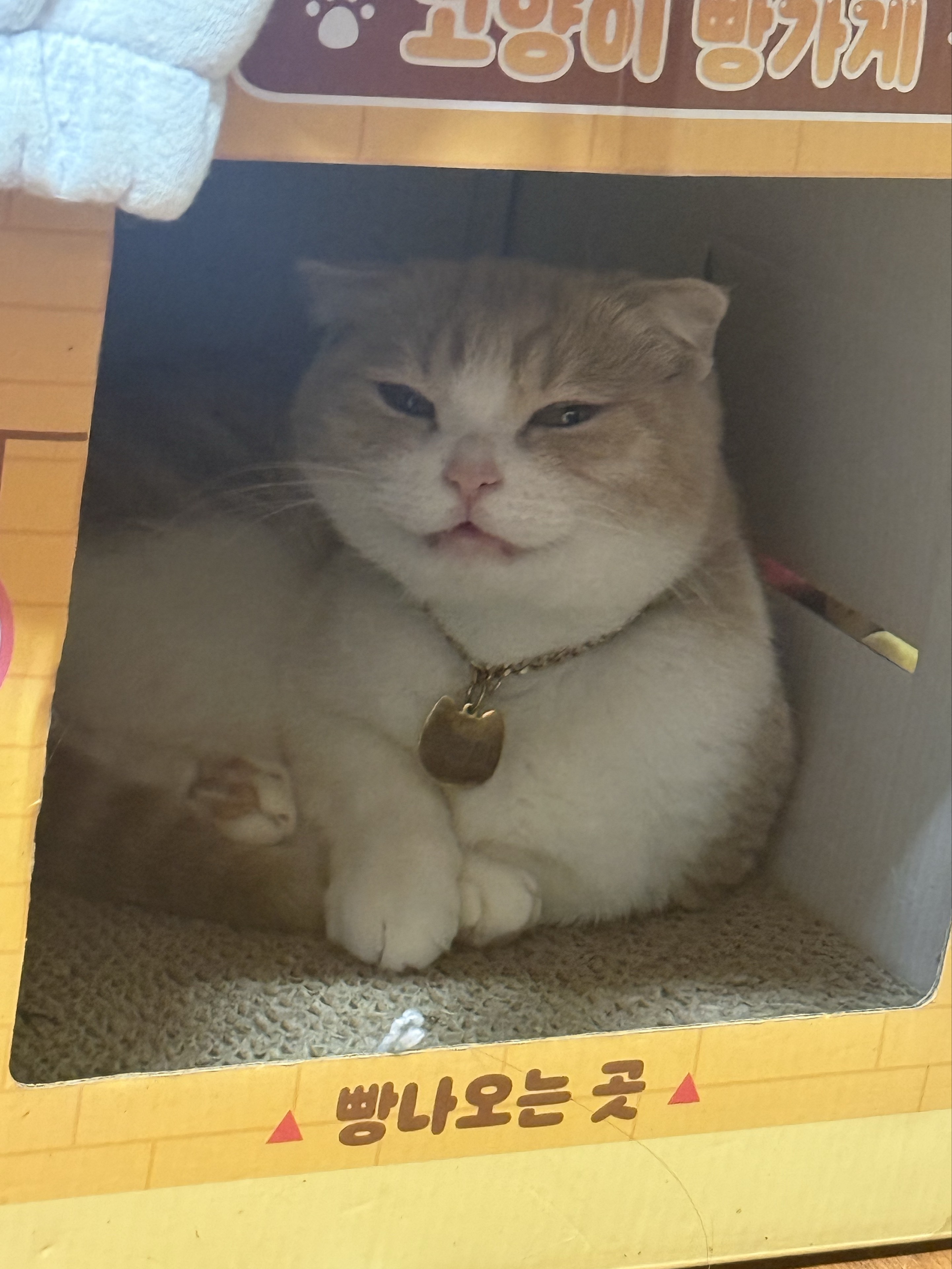 사월🐱