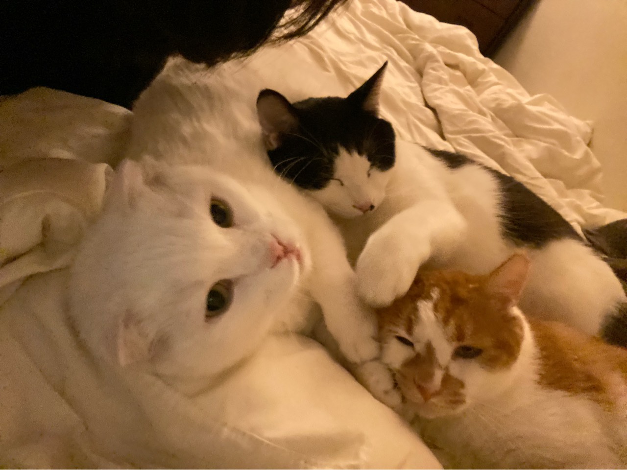 ᵗᵒᶰᵉGood_tree↟