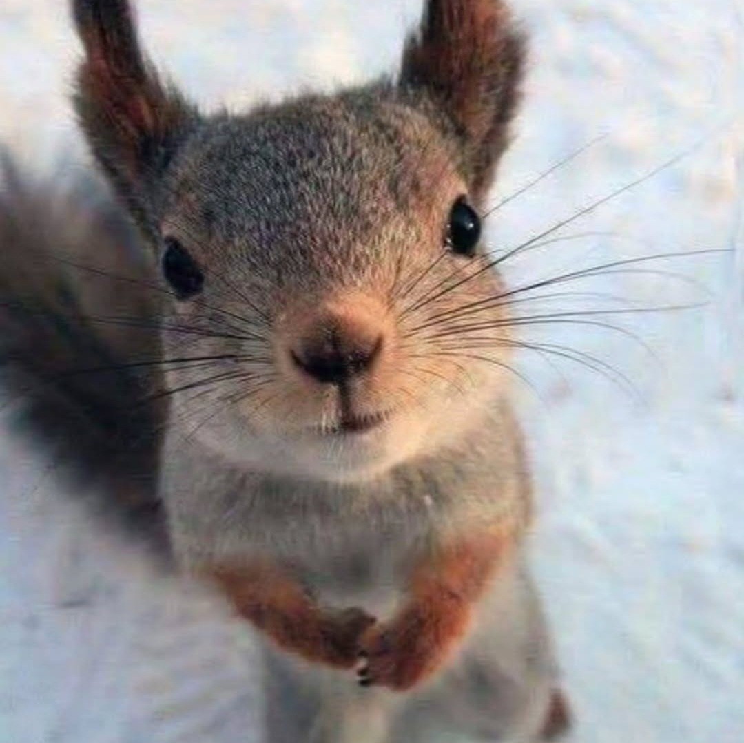 ⅅ℃ 땅콩이 №