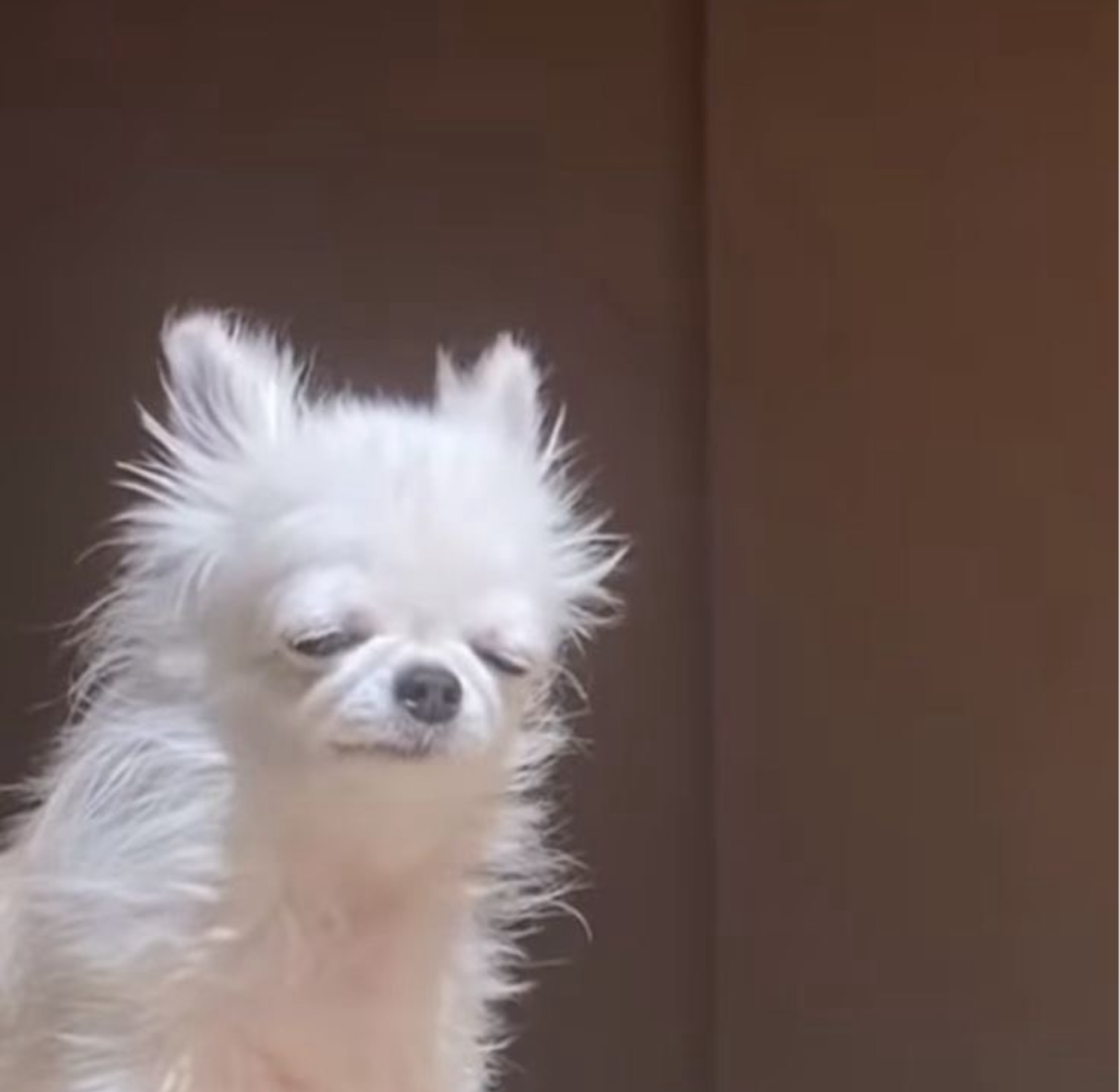 ꘪ *·˚ 햅니네짜게식은뽀쨕뮤뮤´-`
