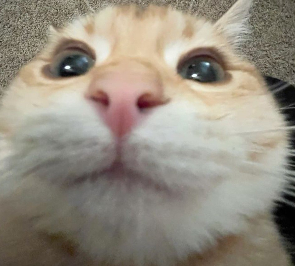 너구리에 계란넣기