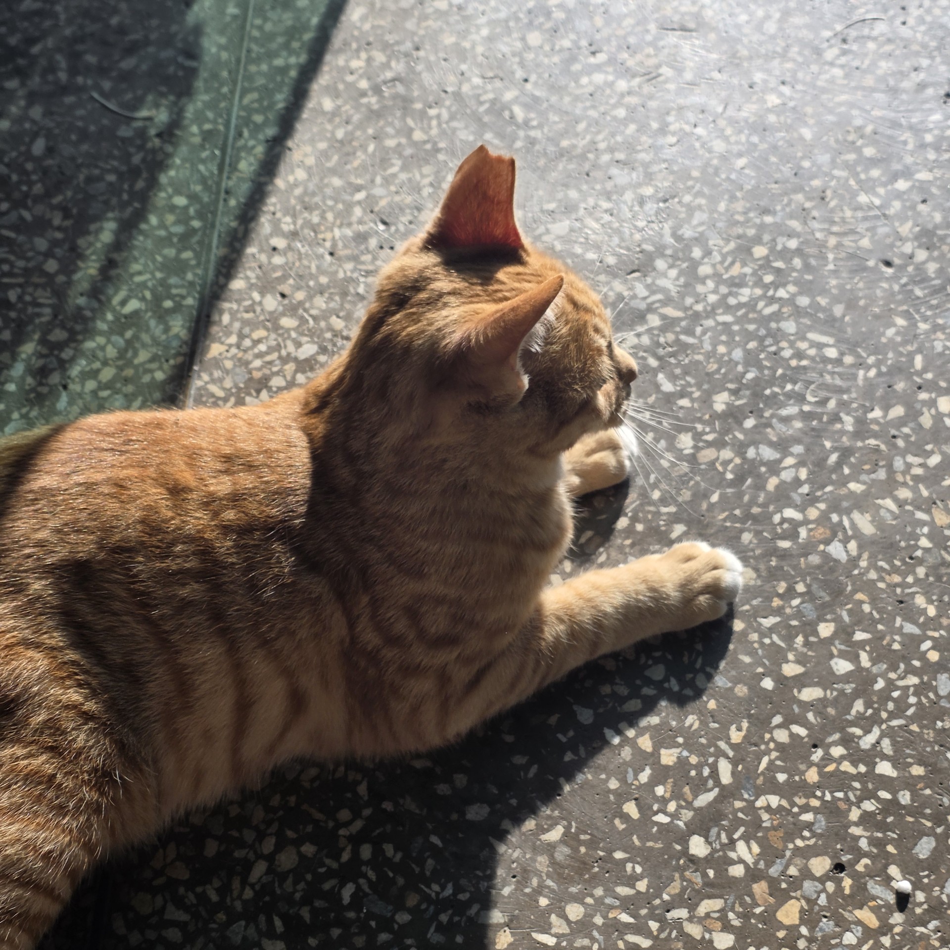 𝔸𝔼 ꕋ시우ୡ∿ ๐·°ᵀᴱᴺ🍬