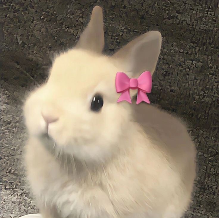 모몽ˢʰ