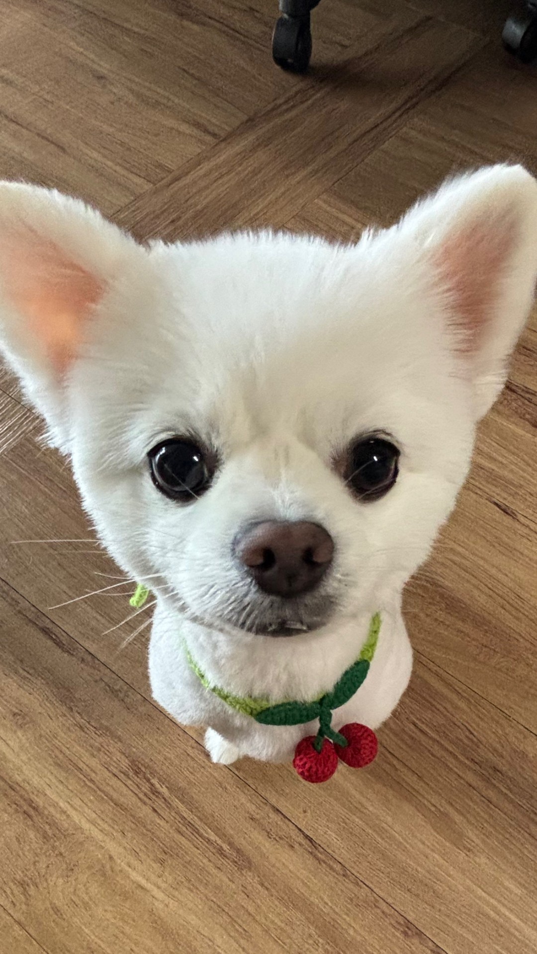 [ೃᗩᴾ] 크림 🐶