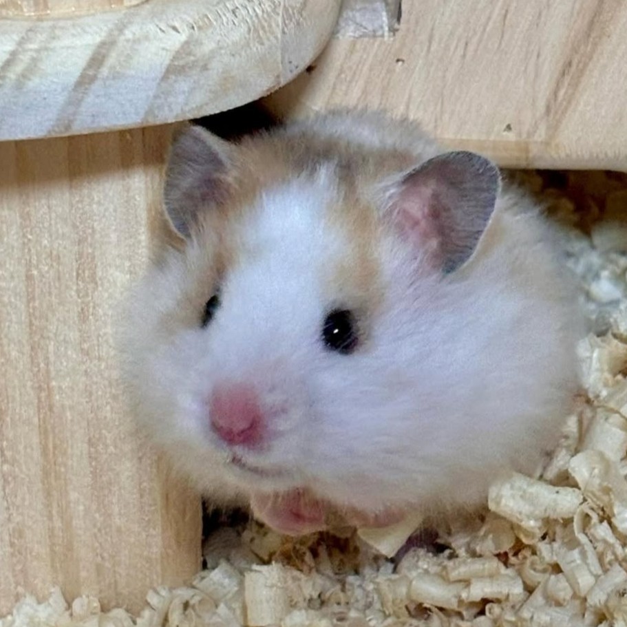 깅 온 도.ヅ